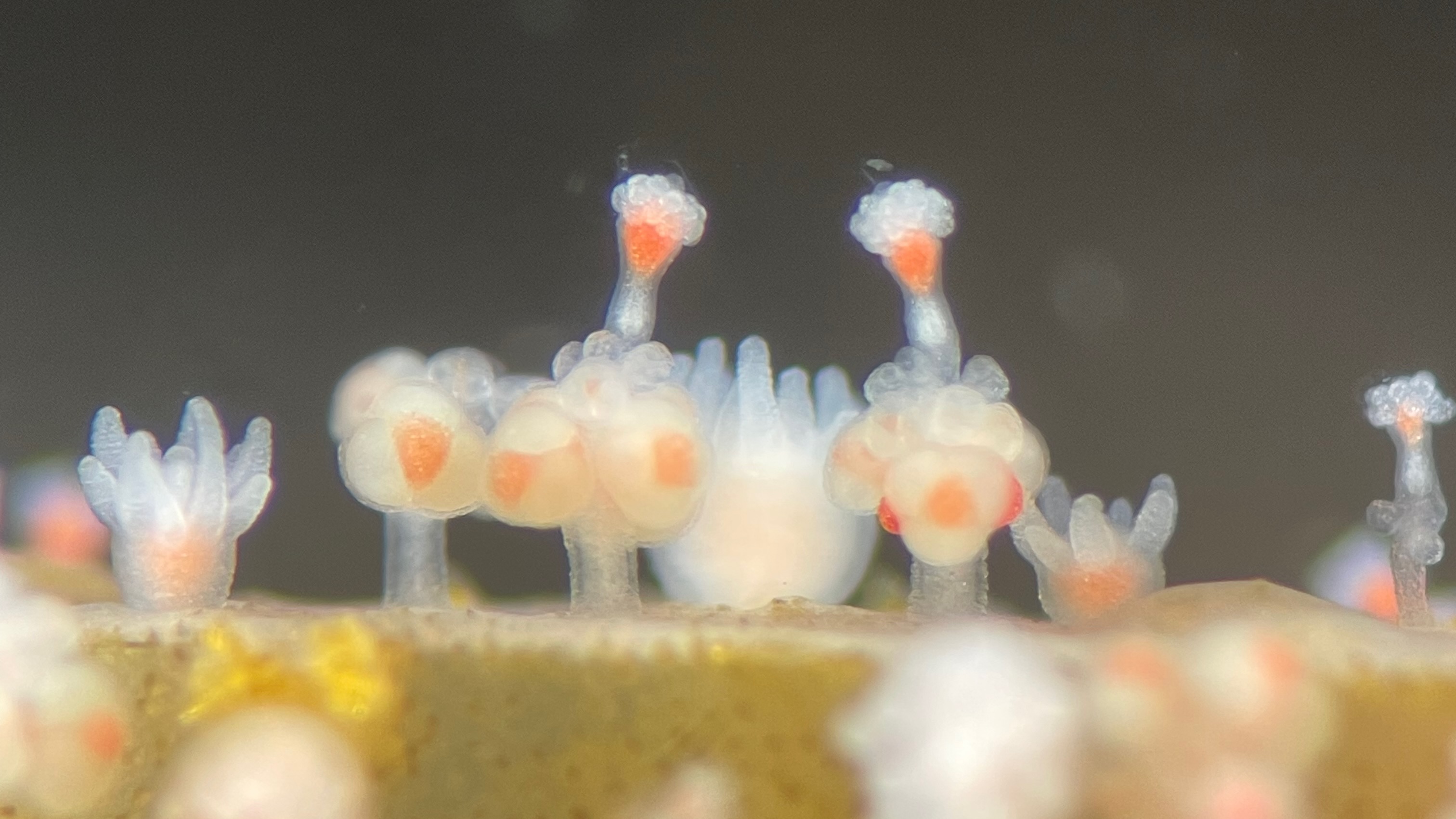 Image of female gonozooids