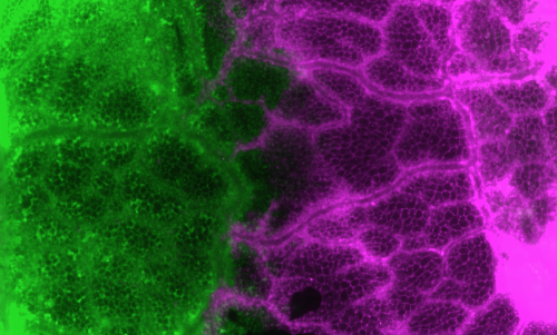 Fusion between transgenic colonies